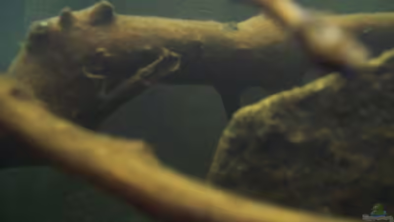 Besatz im Aquarium Afrika ... nur noch als Beispiel von Eginger (56)