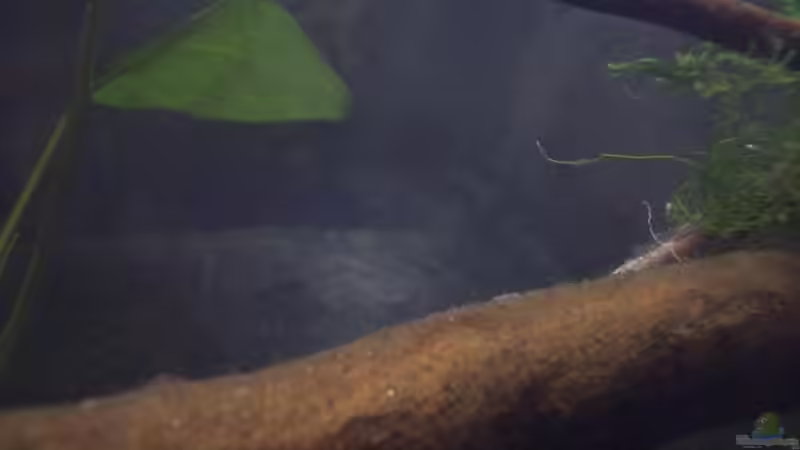 Besatz im Aquarium Afrika ... nur noch als Beispiel von Eginger (57)