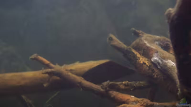 Besatz im Aquarium Afrika ... nur noch als Beispiel von Eginger (58)