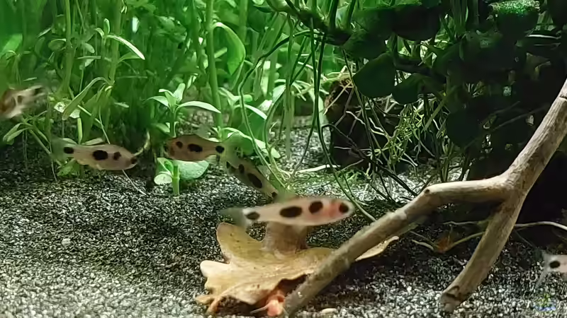 Besatz im Aquarium Afrika in 54l (aufgelöst) von DaniJeep (10)