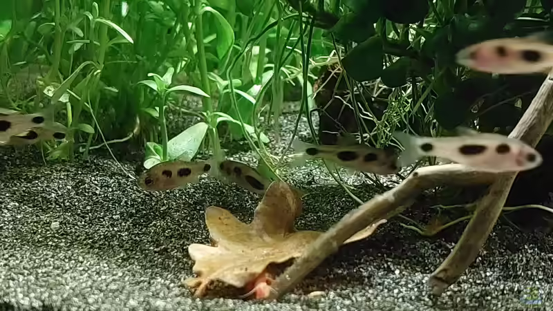 Besatz im Aquarium Afrika in 54l (aufgelöst) von DaniJeep (11)