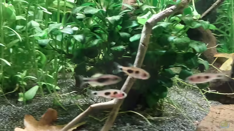 Besatz im Aquarium Afrika in 54l (aufgelöst) von DaniJeep (9)