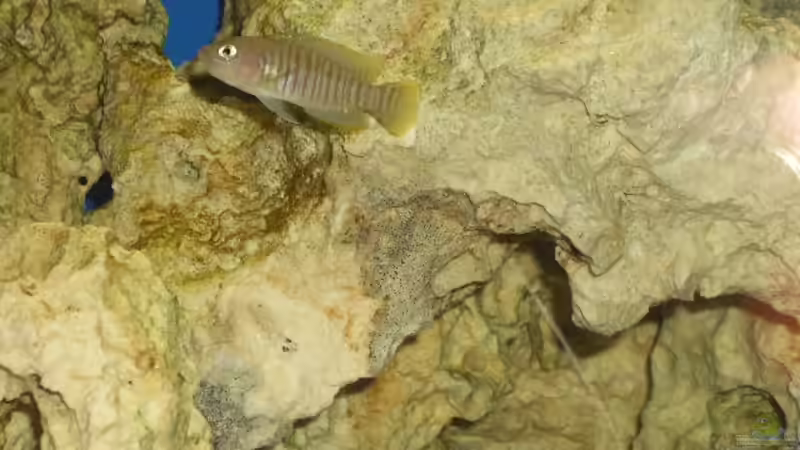 Besatz im Aquarium Afrika von bobbyfee (3)