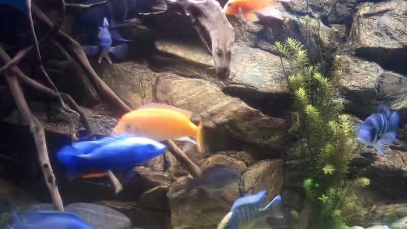 Besatz im Aquarium Afrika von prerow (12)