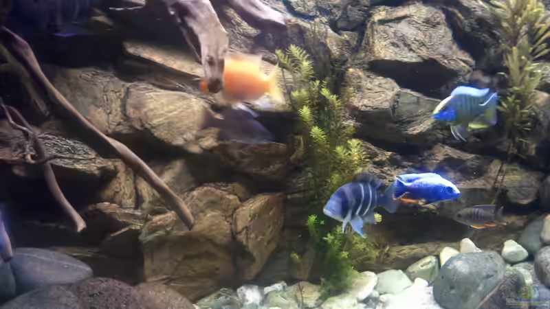 Besatz im Aquarium Afrika von prerow (13)