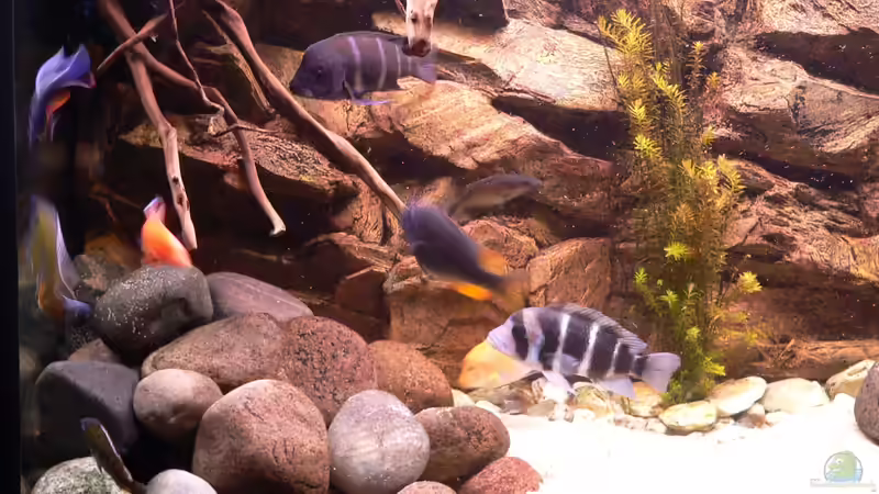 Besatz im Aquarium Afrika von prerow (15)