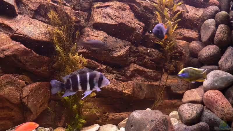 Besatz im Aquarium Afrika von prerow (16)