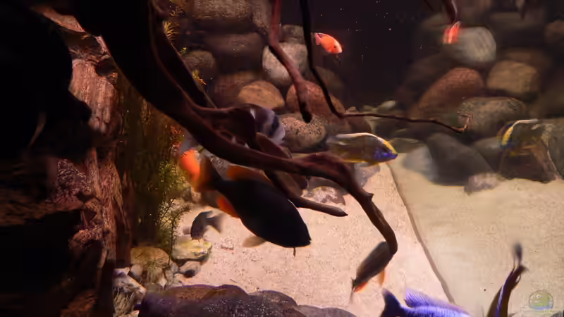 Besatz im Aquarium Afrika von prerow (18)