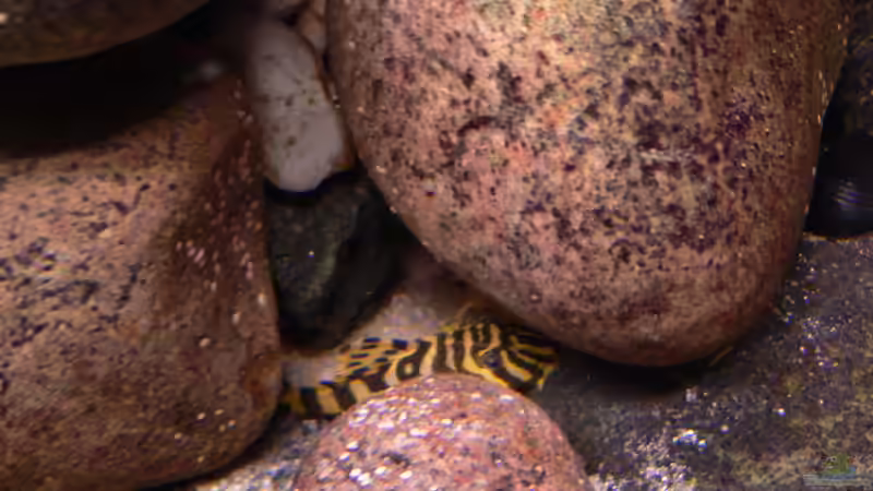 Besatz im Aquarium Afrika von prerow (19)