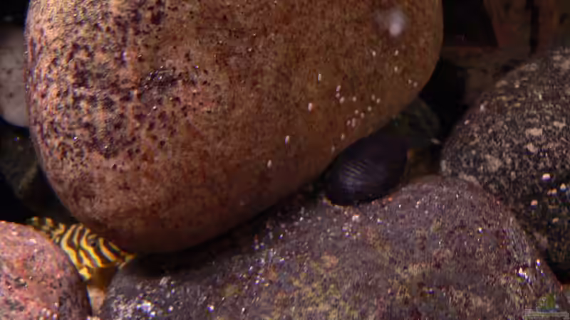 Besatz im Aquarium Afrika von prerow (20)