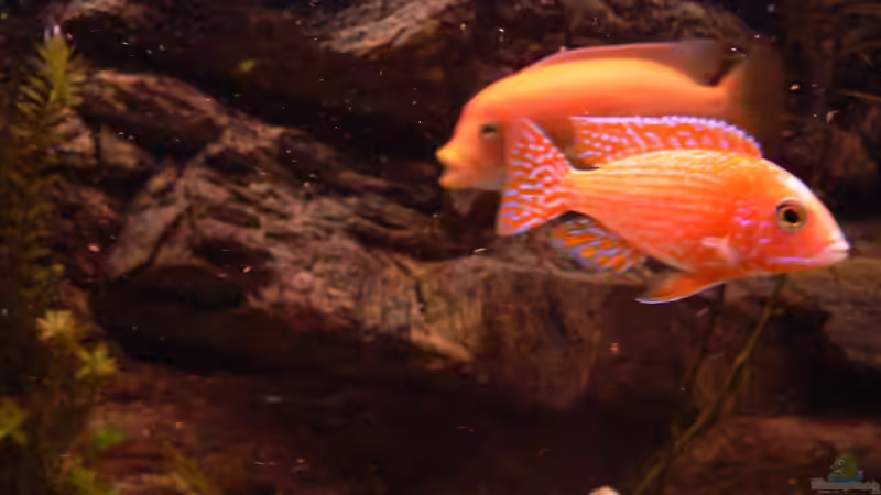 Besatz im Aquarium Afrika von prerow (22)