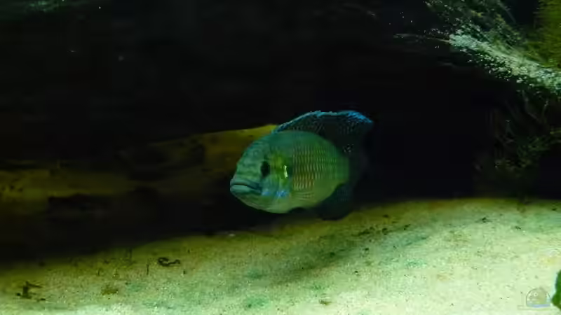 Besatz im Aquarium afrikanische Raritätensammlung von Romulus71 (27)