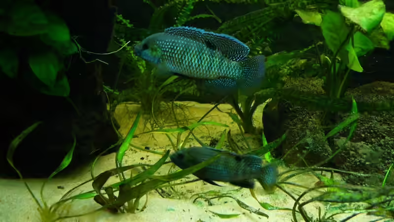 Besatz im Aquarium afrikanische Raritätensammlung von Romulus71 (28)