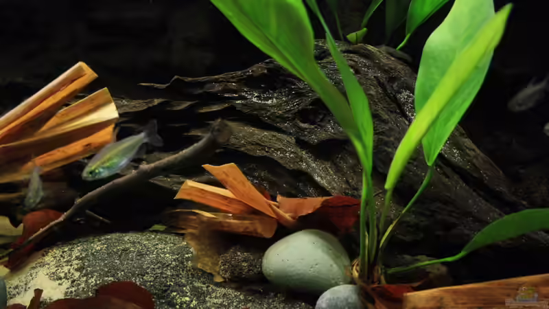 Besatz im Aquarium Afrikas Kongo River von Florian Bandhauer (100)