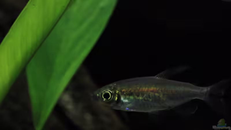 Besatz im Aquarium Afrikas Kongo River von Florian Bandhauer (103)