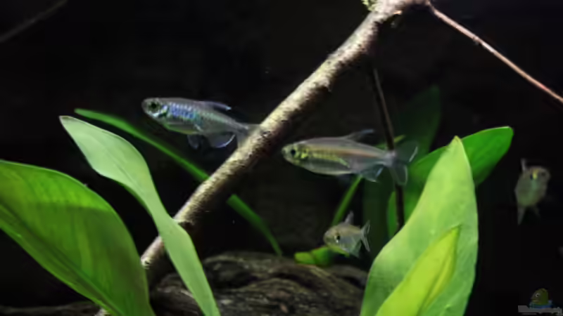 Besatz im Aquarium Afrikas Kongo River von Florian Bandhauer (92)