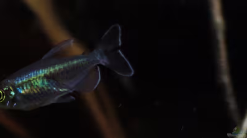 Besatz im Aquarium Afrikas Kongo River von Florian Bandhauer (94)