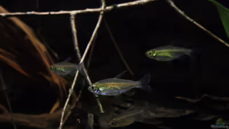 Besatz im Aquarium Afrikas Kongo River von Florian Bandhauer (95)