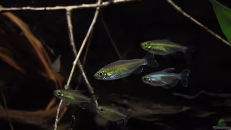 Besatz im Aquarium Afrikas Kongo River von Florian Bandhauer (96)