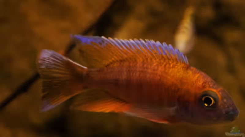 Besatz im Aquarium Afrikas Lake Malawi von Florian Bandhauer (77)