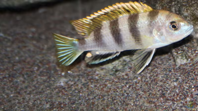 Besatz im Aquarium Afrikas Lake Malawi von Florian Bandhauer (82)