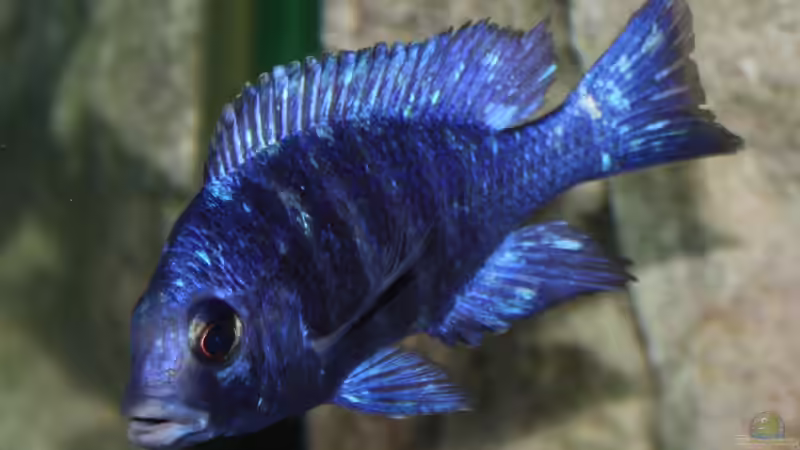 Besatz im Aquarium Afrikas Lake Malawi von Florian Bandhauer (85)