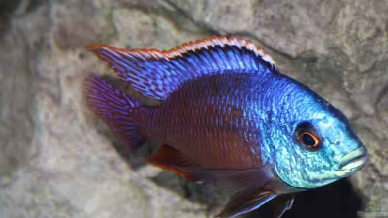 Besatz im Aquarium Afrikas Lake Malawi von Florian Bandhauer (93)