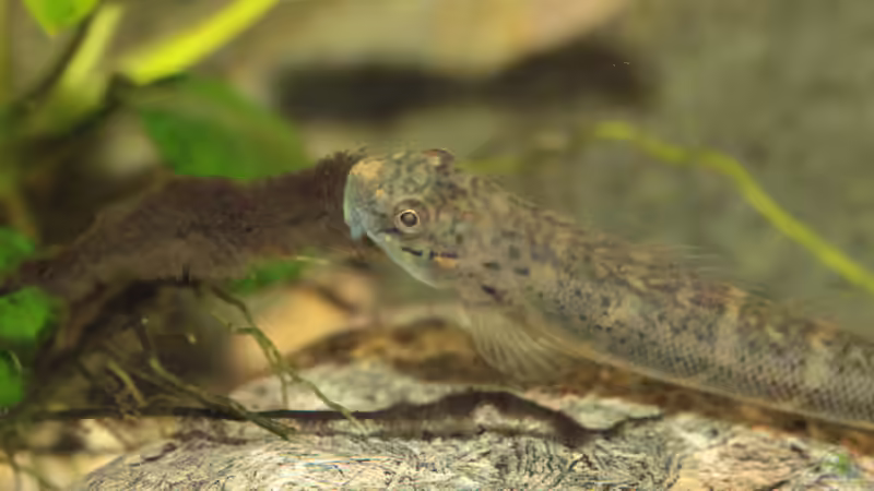 Besatz im Aquarium Afrikas Stromschnellen von Stanislav Kislyuk (19)