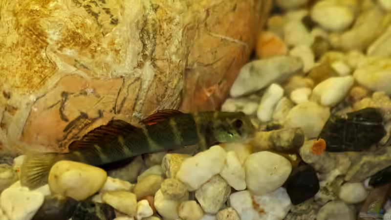 Besatz im Aquarium Afrikas Stromschnellen von Stanislav Kislyuk (20)