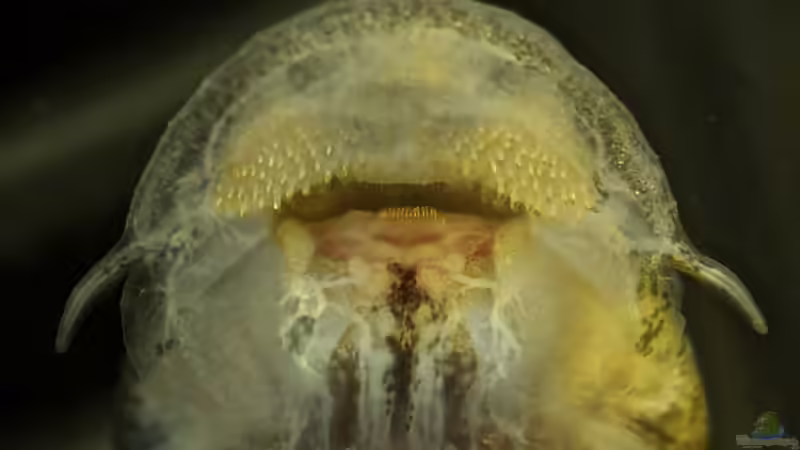 Besatz im Aquarium Afrikas Stromschnellen von Stanislav Kislyuk (21)