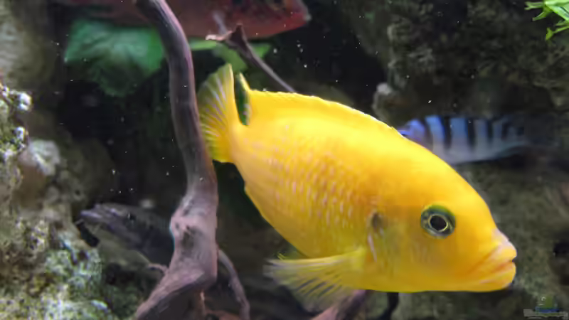 Besatz im Aquarium Akva-Stabil EffectLine silber von Maik Beckmann (10)