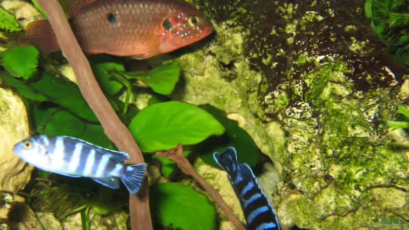 Besatz im Aquarium Akva-Stabil EffectLine silber von Maik Beckmann (7)