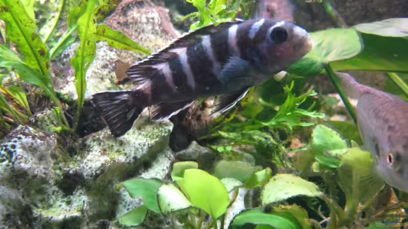 Besatz im Aquarium Akva-Stabil EffectLine silber von Maik Beckmann (9)