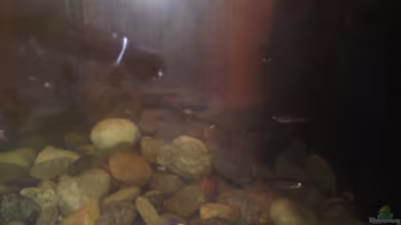 Besatz im Aquarium Alabama cold river (Nur noch Beispiel) von Tobias Sch. (13)