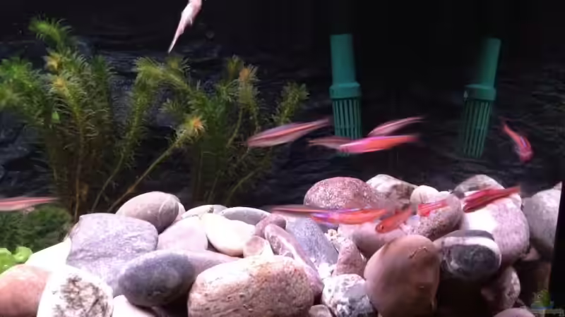 Besatz im Aquarium Alabama cold river (Nur noch Beispiel) von Tobias Sch. (14)