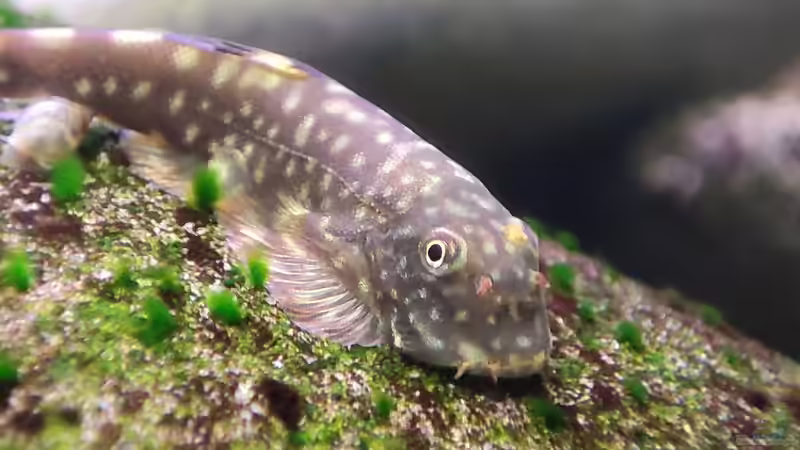 Besatz im Aquarium Aliran von bergfrau (31)