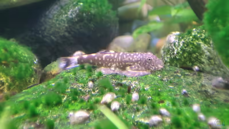 Besatz im Aquarium Aliran von bergfrau (32)