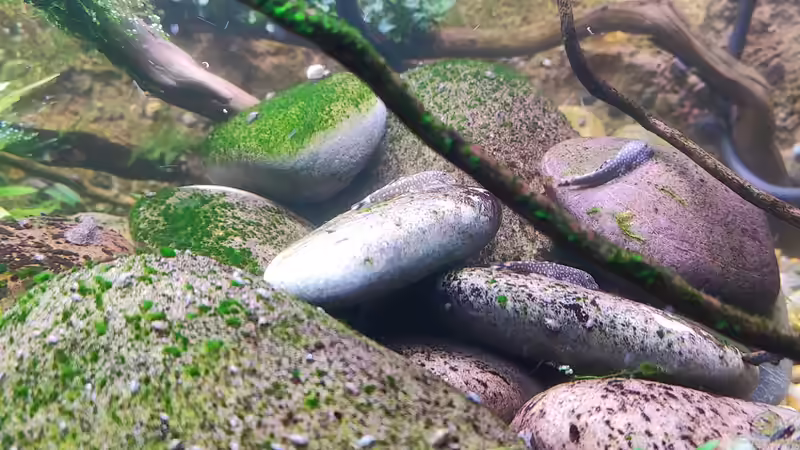 Besatz im Aquarium Aliran von bergfrau (33)