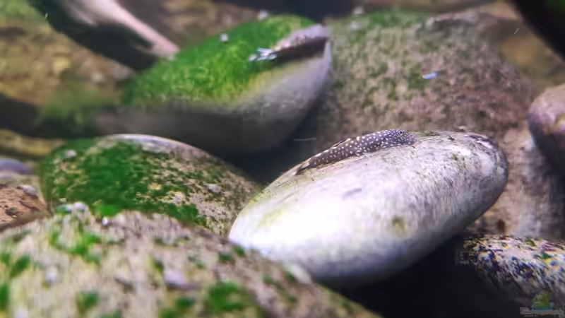 Besatz im Aquarium Aliran von bergfrau (34)