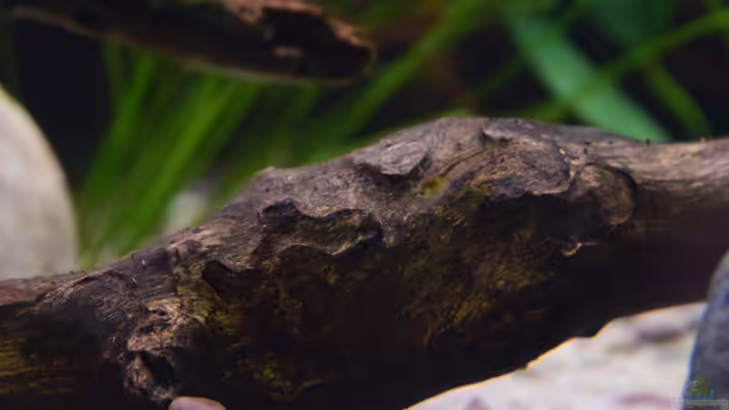 Besatz im Aquarium Along the riverside ... Gibt&#039;s so nicht mehr von Junglist (40)