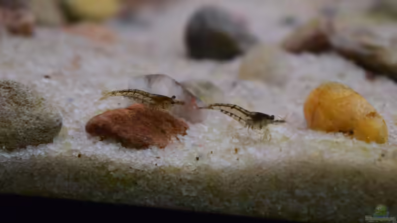 Besatz im Aquarium Along the riverside ... Gibt&#039;s so nicht mehr von Junglist (41)