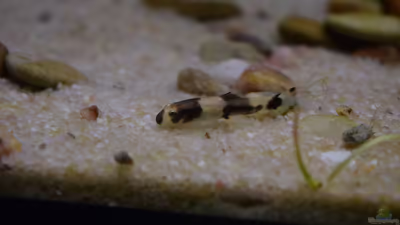 Besatz im Aquarium Along the riverside ... Gibt&#039;s so nicht mehr von Junglist (43)