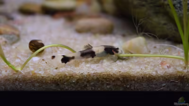 Besatz im Aquarium Along the riverside ... Gibt&#039;s so nicht mehr von Junglist (44)