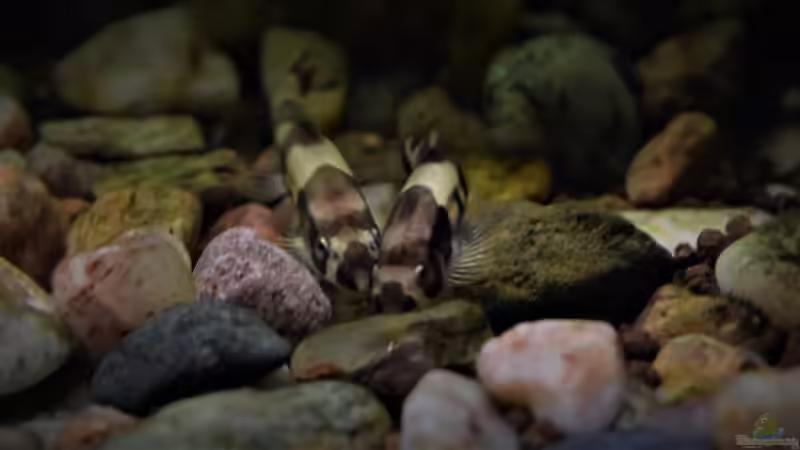 Besatz im Aquarium Along the riverside ... Gibt&#039;s so nicht mehr von Junglist (46)