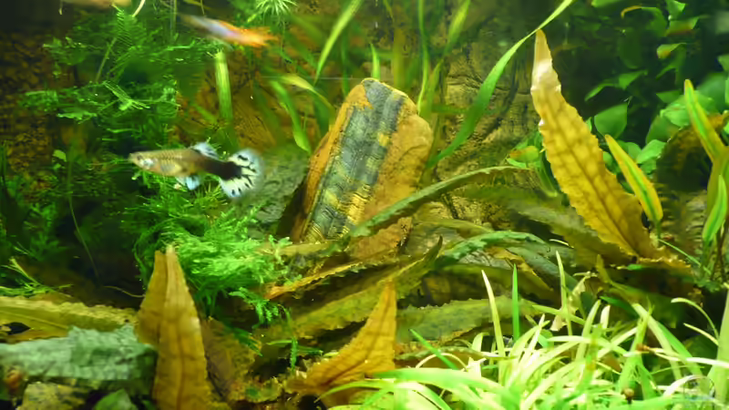 Besatz im Aquarium ALT -Garnelen/Lebendgebärende- ALT von Aqualady (10)