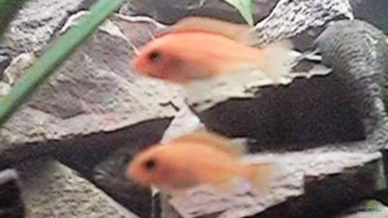 Besatz im Aquarium Altes Aquarium aus 2002 von Thomas Schindler (10)