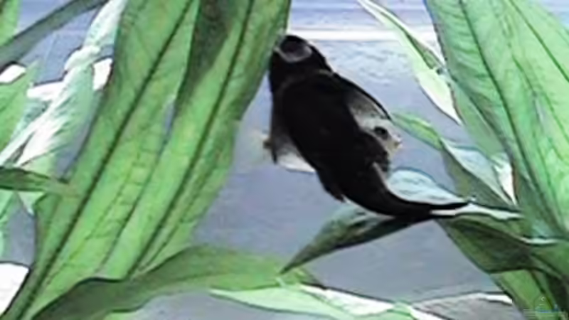 Besatz im Aquarium Altes Aquarium aus 2002 von Thomas Schindler (11)