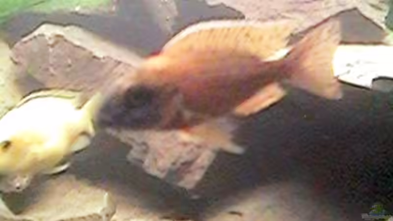 Besatz im Aquarium Altes Aquarium aus 2002 von Thomas Schindler (12)