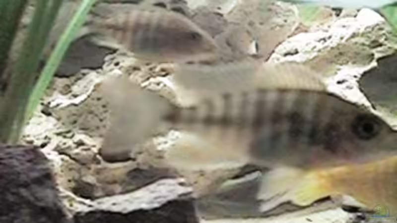 Besatz im Aquarium Altes Aquarium aus 2002 von Thomas Schindler (8)