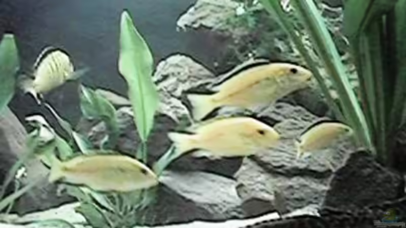 Besatz im Aquarium Altes Aquarium aus 2002 von Thomas Schindler (9)